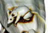 fall 5.jpg (36752 bytes)