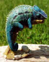cham blue special.jpg (107451 bytes)