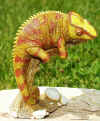 cham yellow red_1.jpg (112551 bytes)
