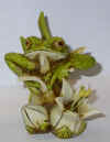 frog1.jpg (84115 bytes)