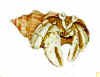crab.jpg (5136 bytes)