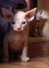 kitten.JPG (26206 bytes)