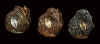 bronzes prickles back blk.jpg (34372 bytes)